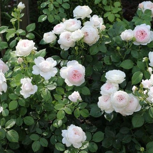 Halványrózsaszín - virágágyi floribunda rózsa